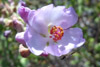 bushmallow bloom